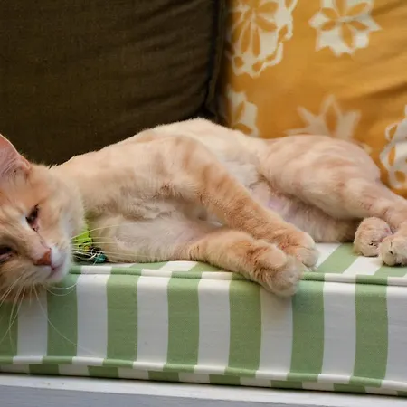 Privatunterkunft Gaja Ayvalı