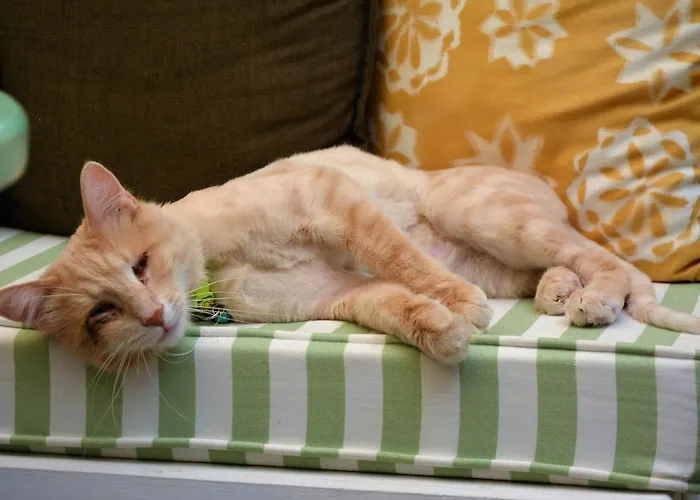 Homestay Gaja Ayvalik